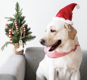 Lee más sobre el artículo ¡Feliz Navidad!